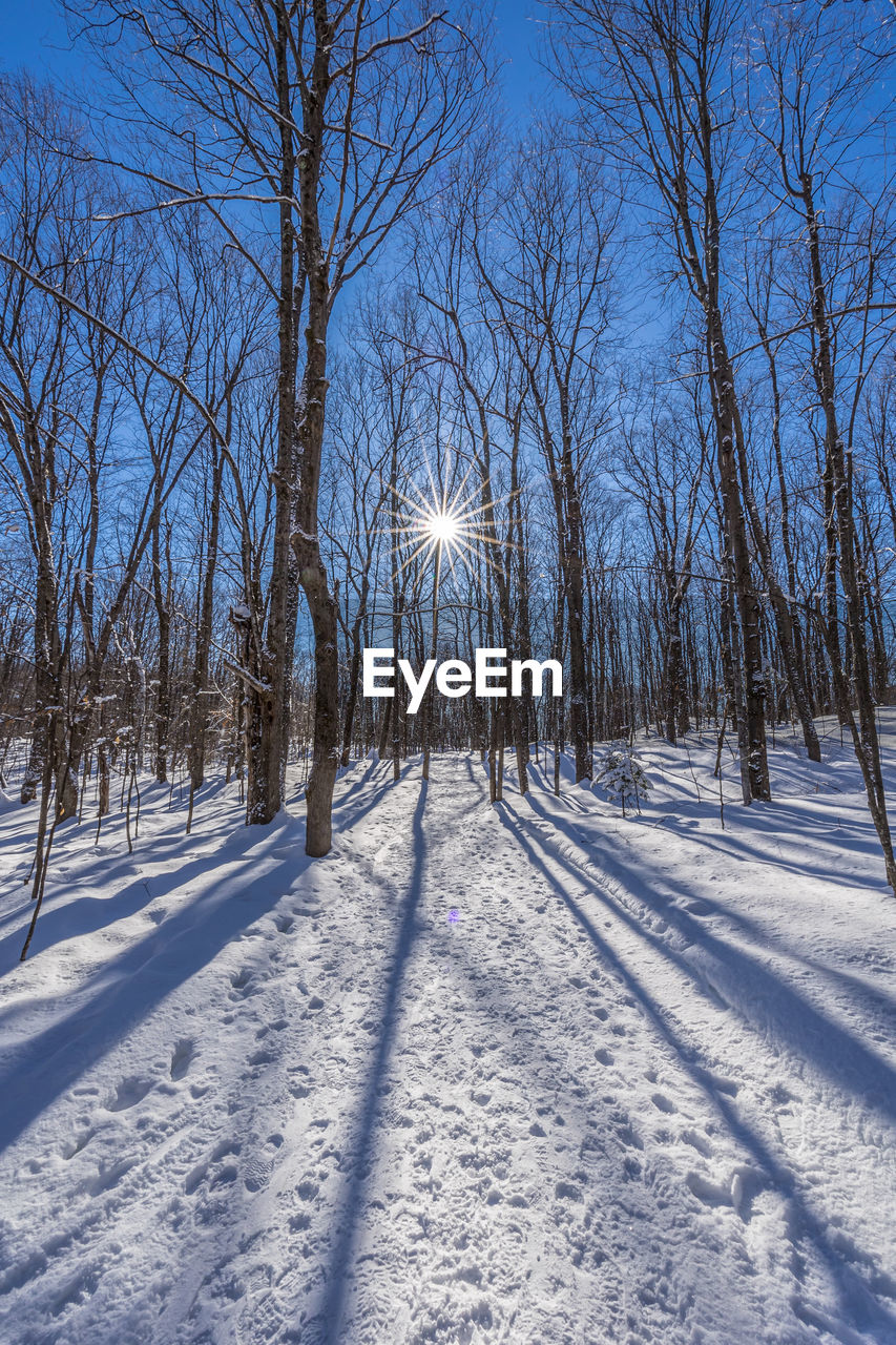 trees on snow covered landscape