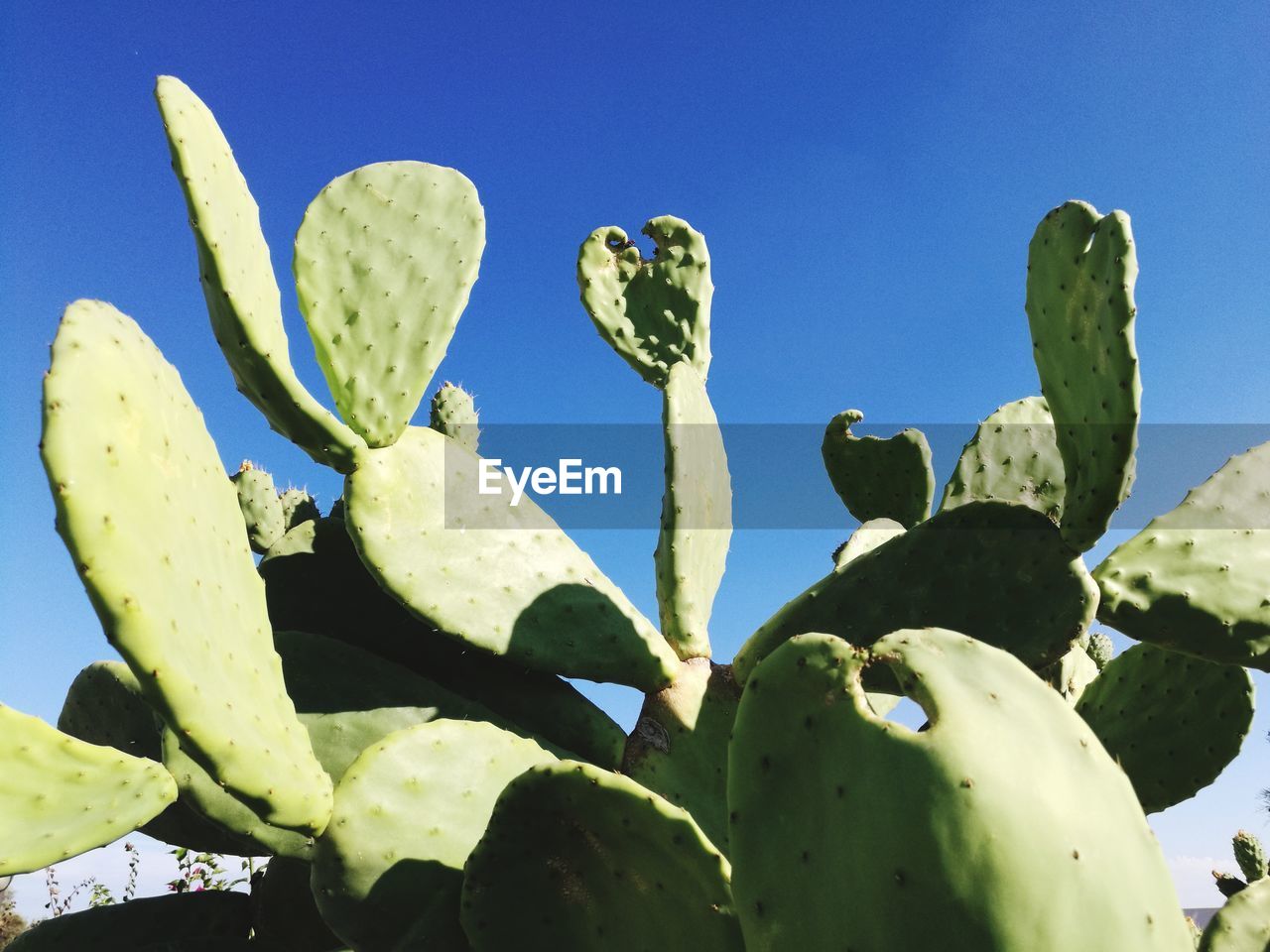 LOW ANGLE VIEW OF PRICKLY PEAR CACTUS AGAINST SKY