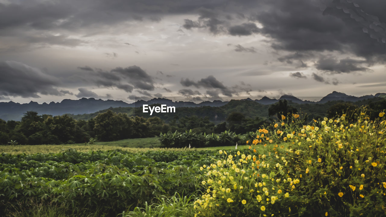 Scenic view of field against cloudy sky