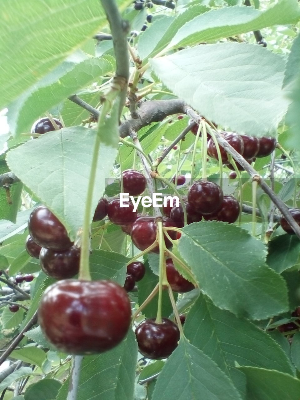 CLOSE-UP OF FRUITS ON TREE