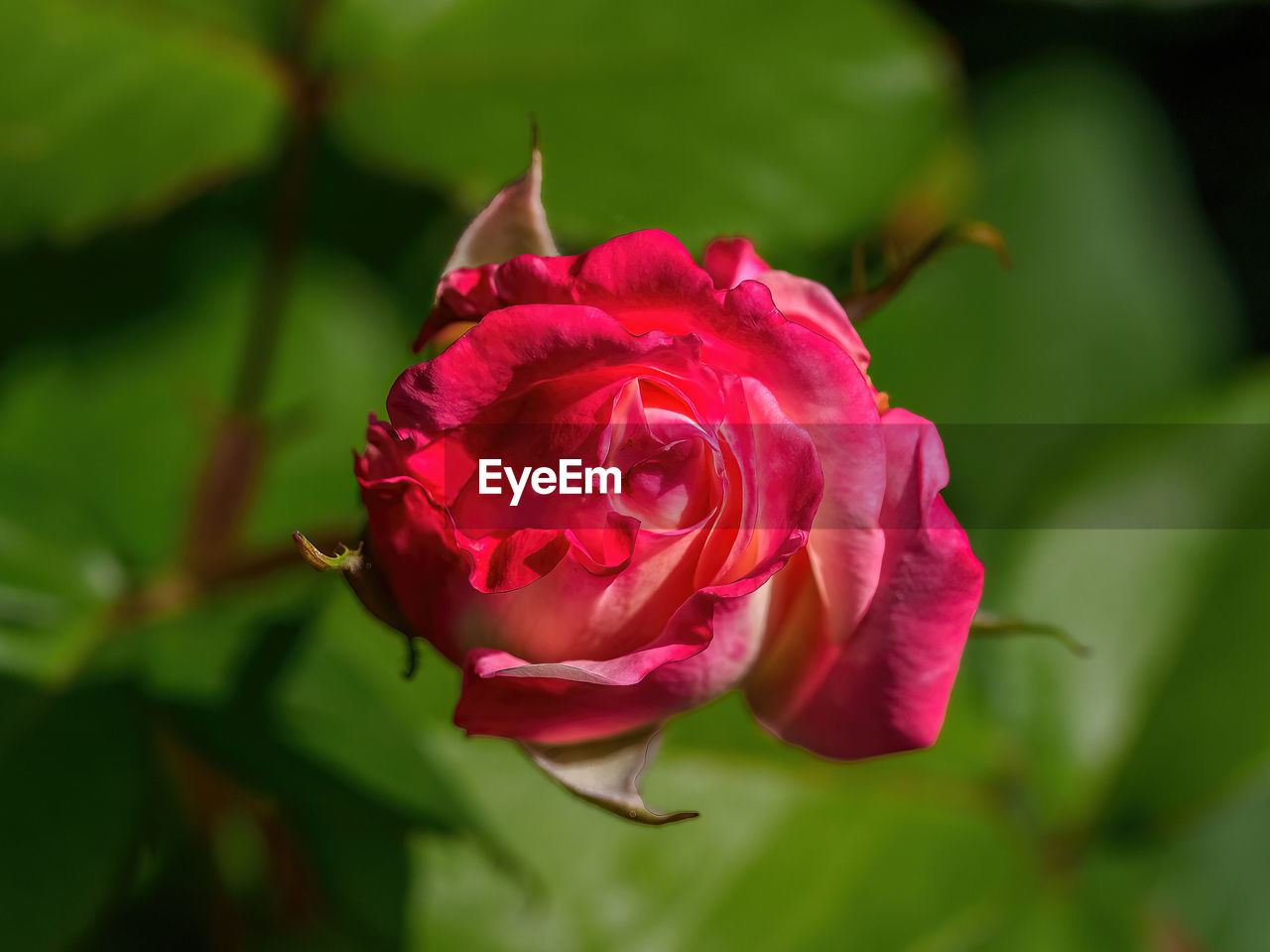 flower, flowering plant, plant, beauty in nature, petal, freshness, close-up, rose, inflorescence, fragility, flower head, nature, garden roses, pink, plant part, leaf, growth, focus on foreground, rose - flower, red, no people, macro photography, rose wine, outdoors, springtime, green