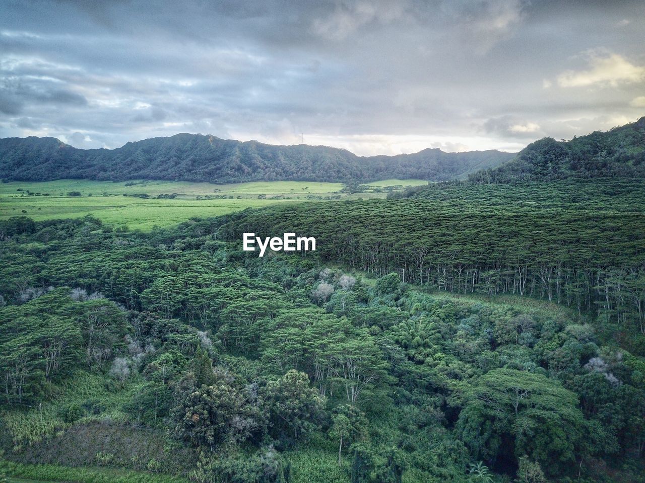HIGH ANGLE VIEW OF AGRICULTURAL FIELD