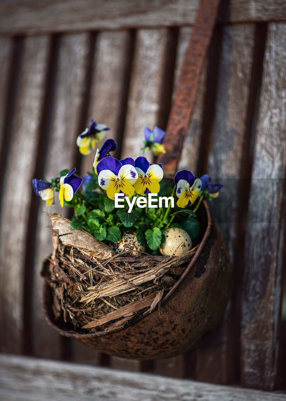 Yellow, blue horned pansy flowers in an easter nest with quail eggs hanging on rusted soup ladle.  