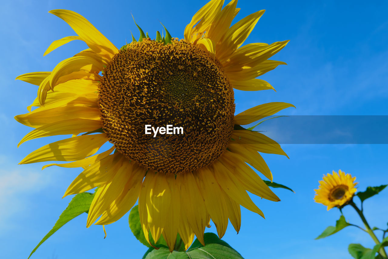 Low angle view of sunflower against sky