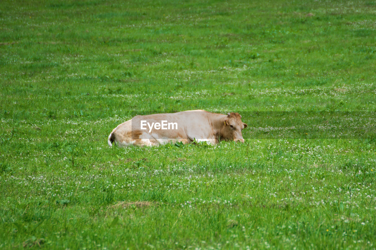 CAT LYING ON GRASS