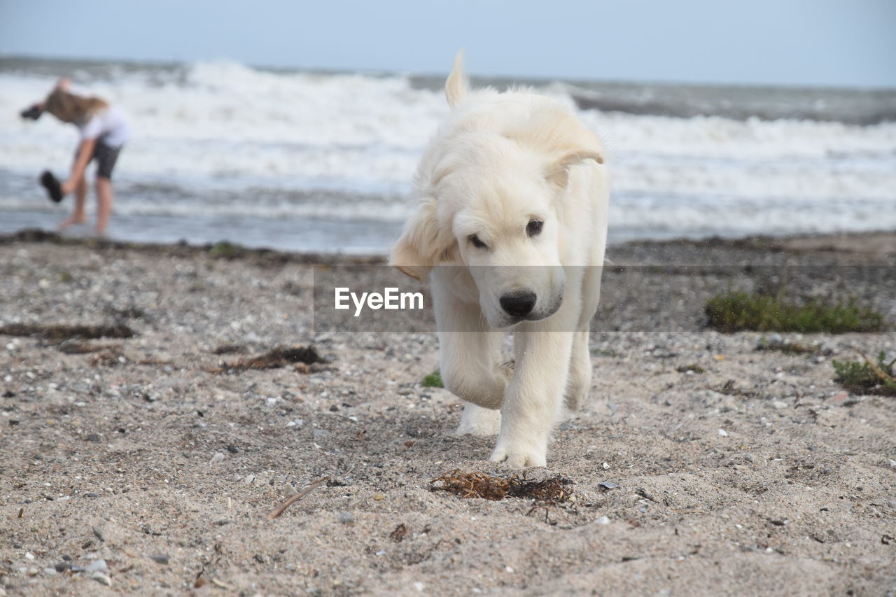 CLOSE-UP OF DOG STANDING ON BEACH