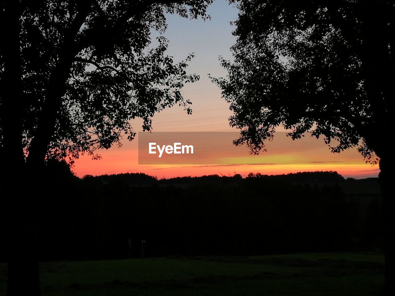 SILHOUETTE TREE ON FIELD AGAINST SKY DURING SUNSET