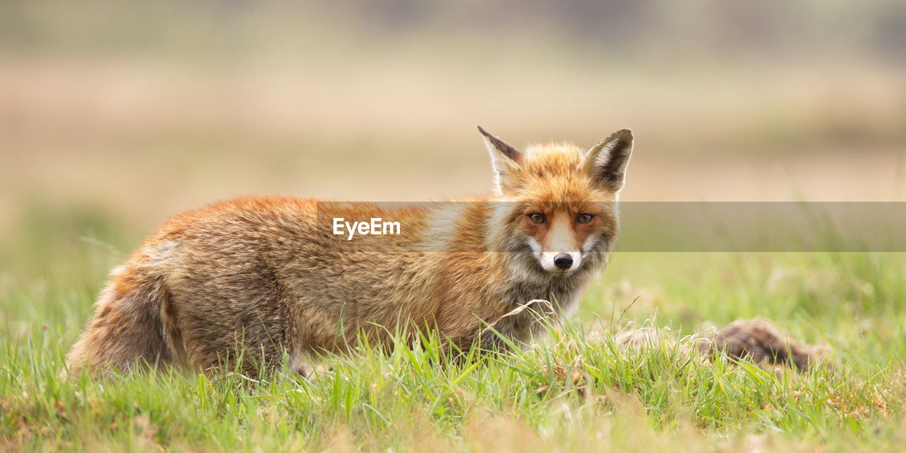 Portrait of fox on grassy field