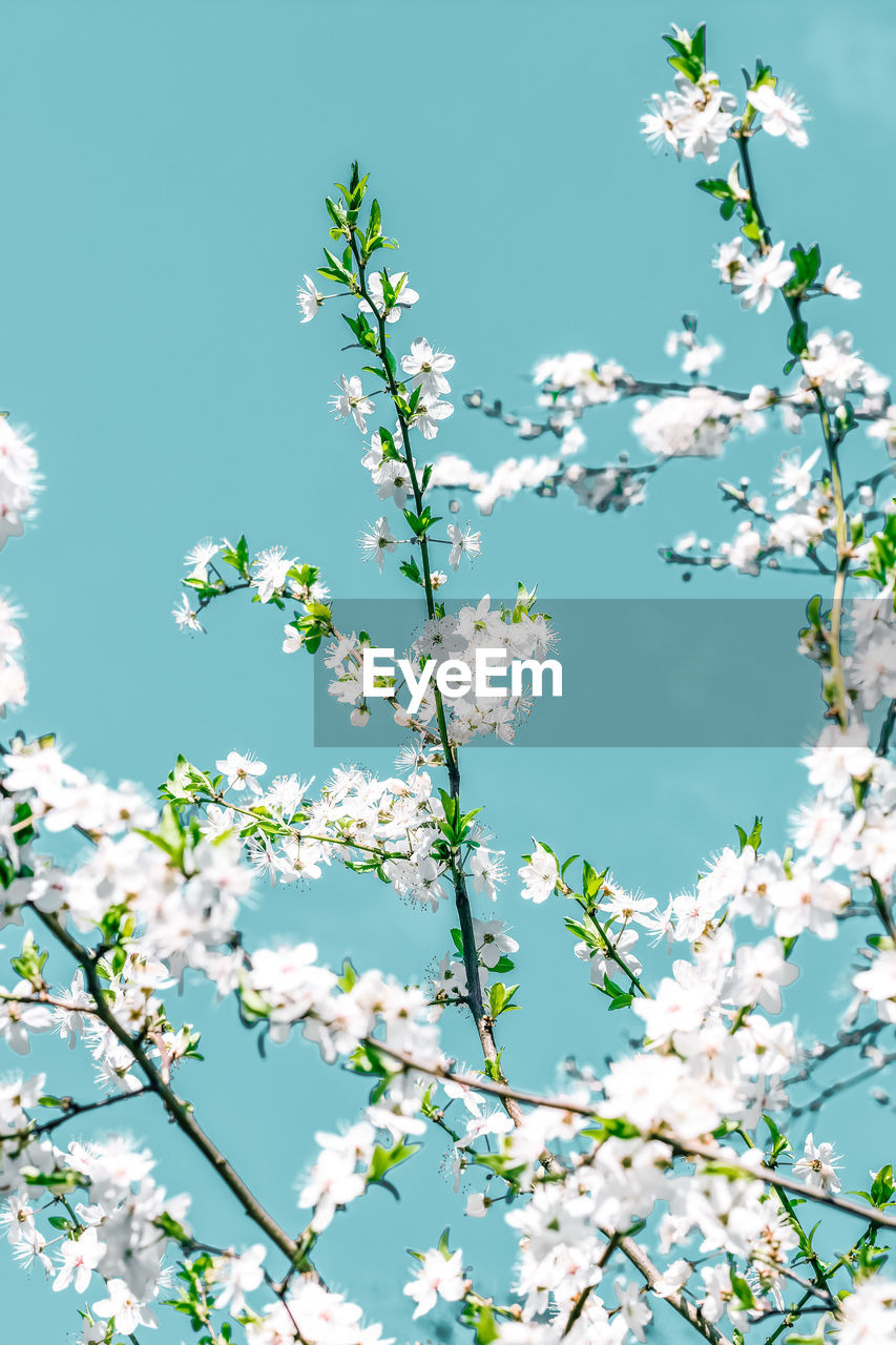 low angle view of cherry blossoms against sky