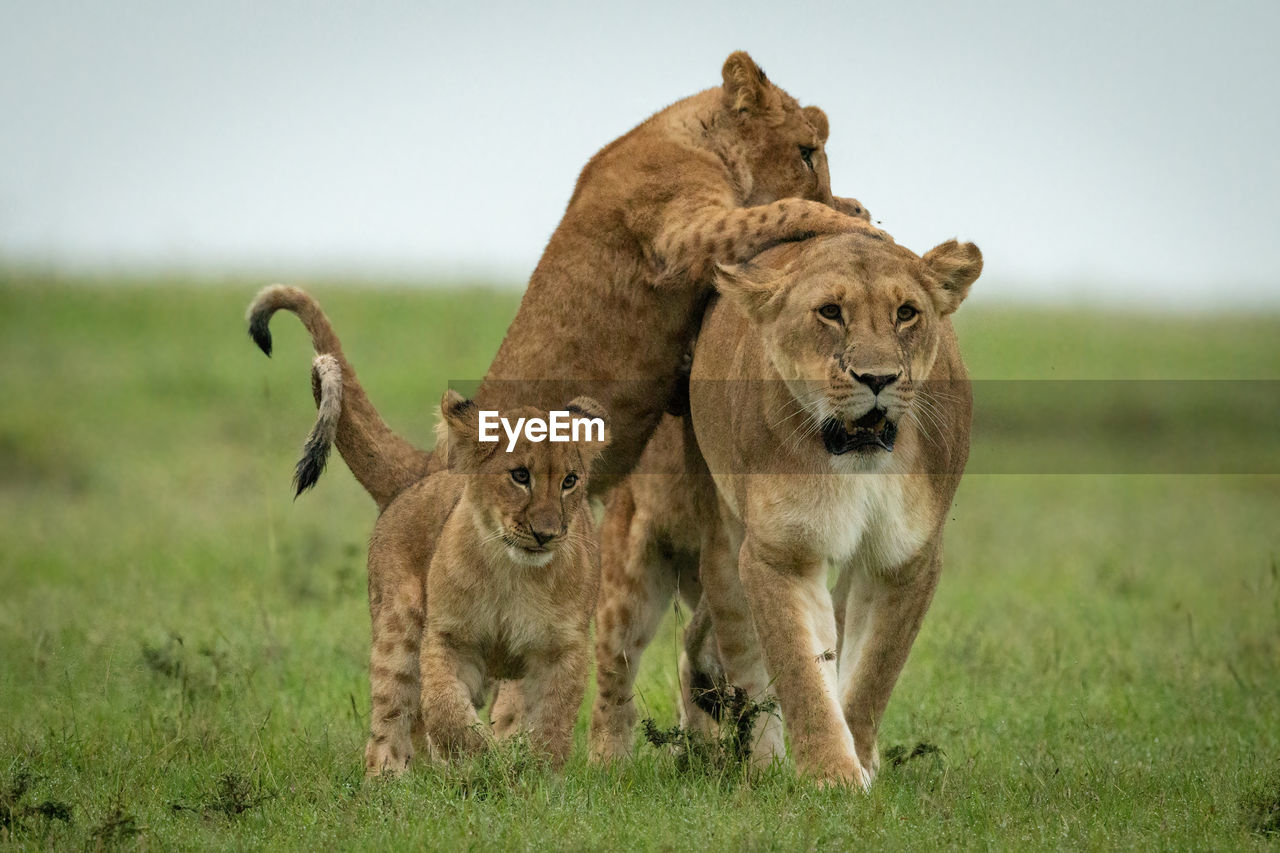 Cubs attack lioness walking in grassy plain