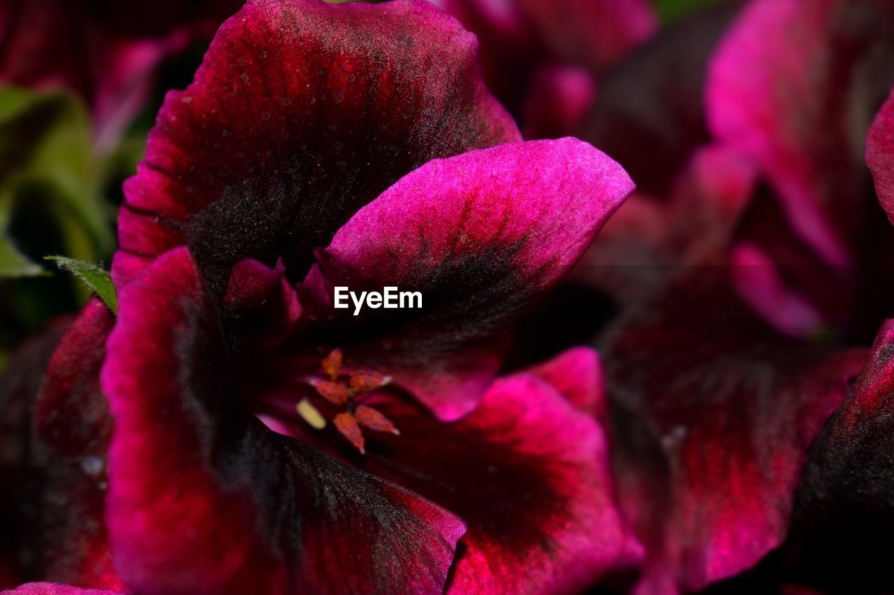 CLOSE-UP OF FRESH PURPLE FLOWER BLOOMING IN PARK