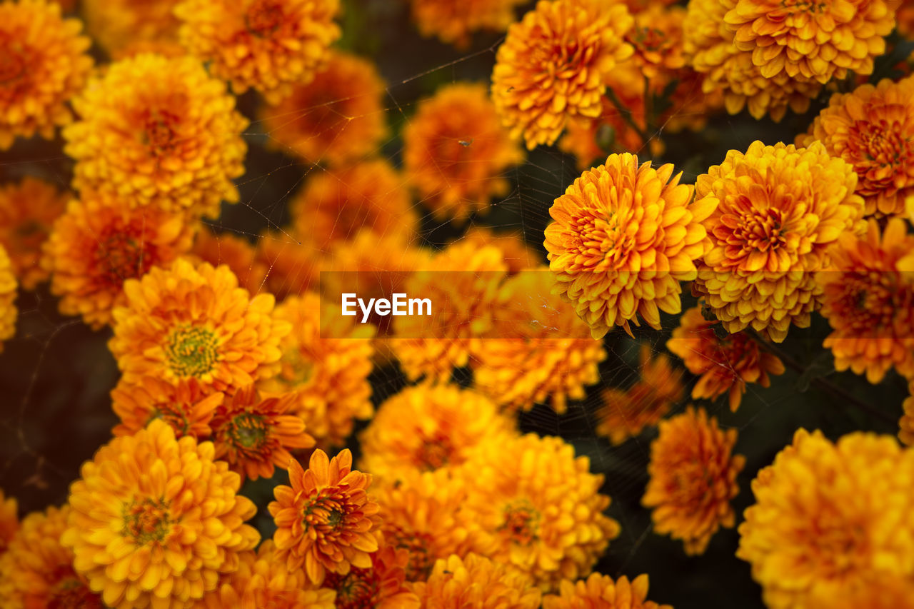 Background of yellow-orange chrysanthemums closeup in bright sunlight. autumn flowers in the garden.