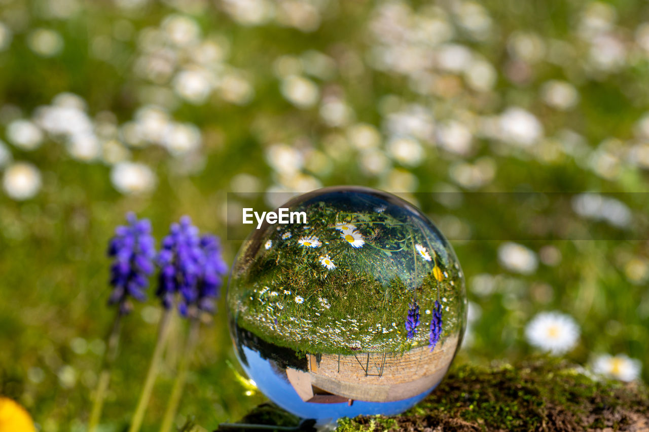 Crystal ball with grape hyacinth, dandelion flower and daisy on moss covered stone