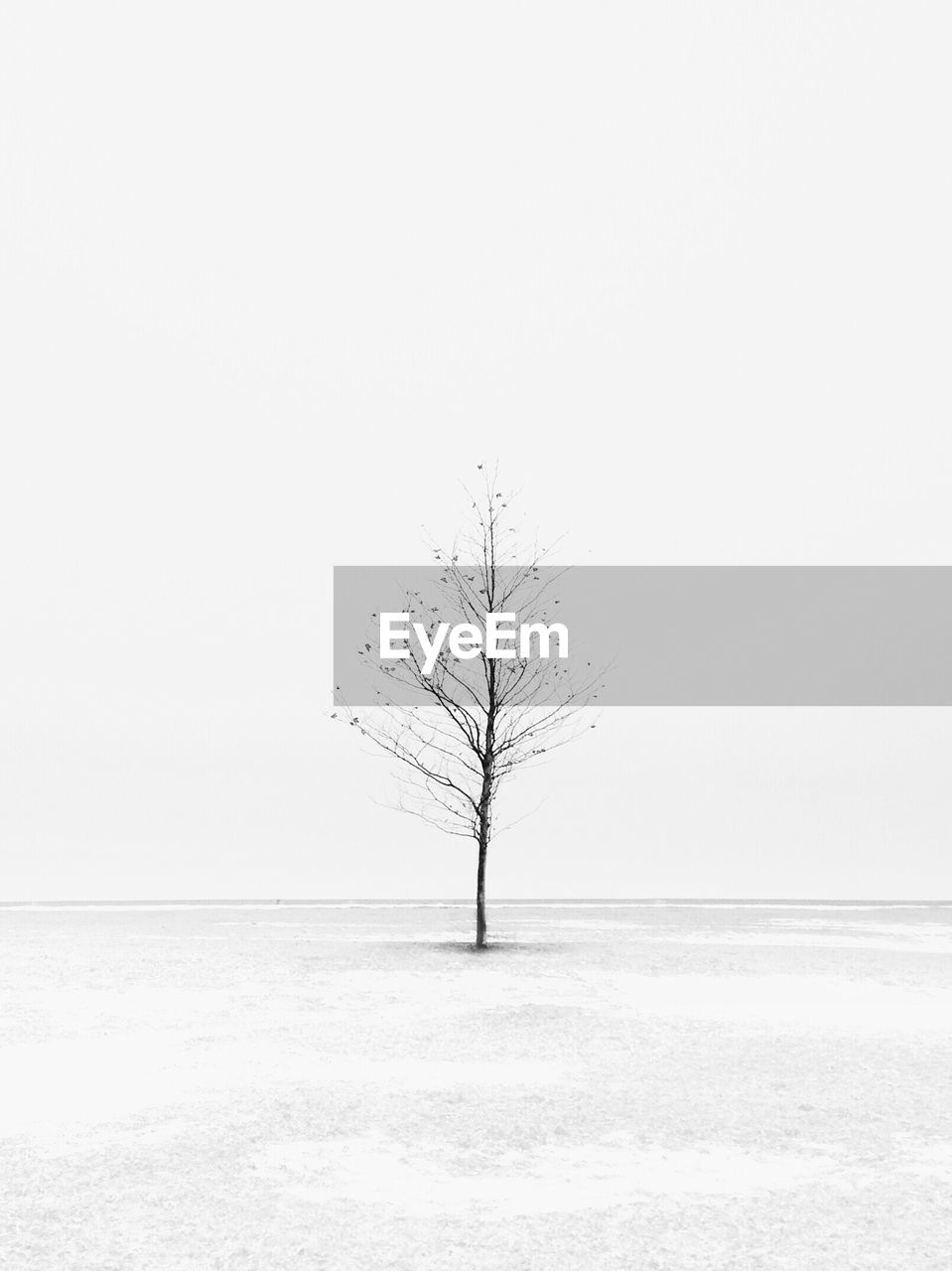 BARE TREE AGAINST SEA AGAINST CLEAR SKY