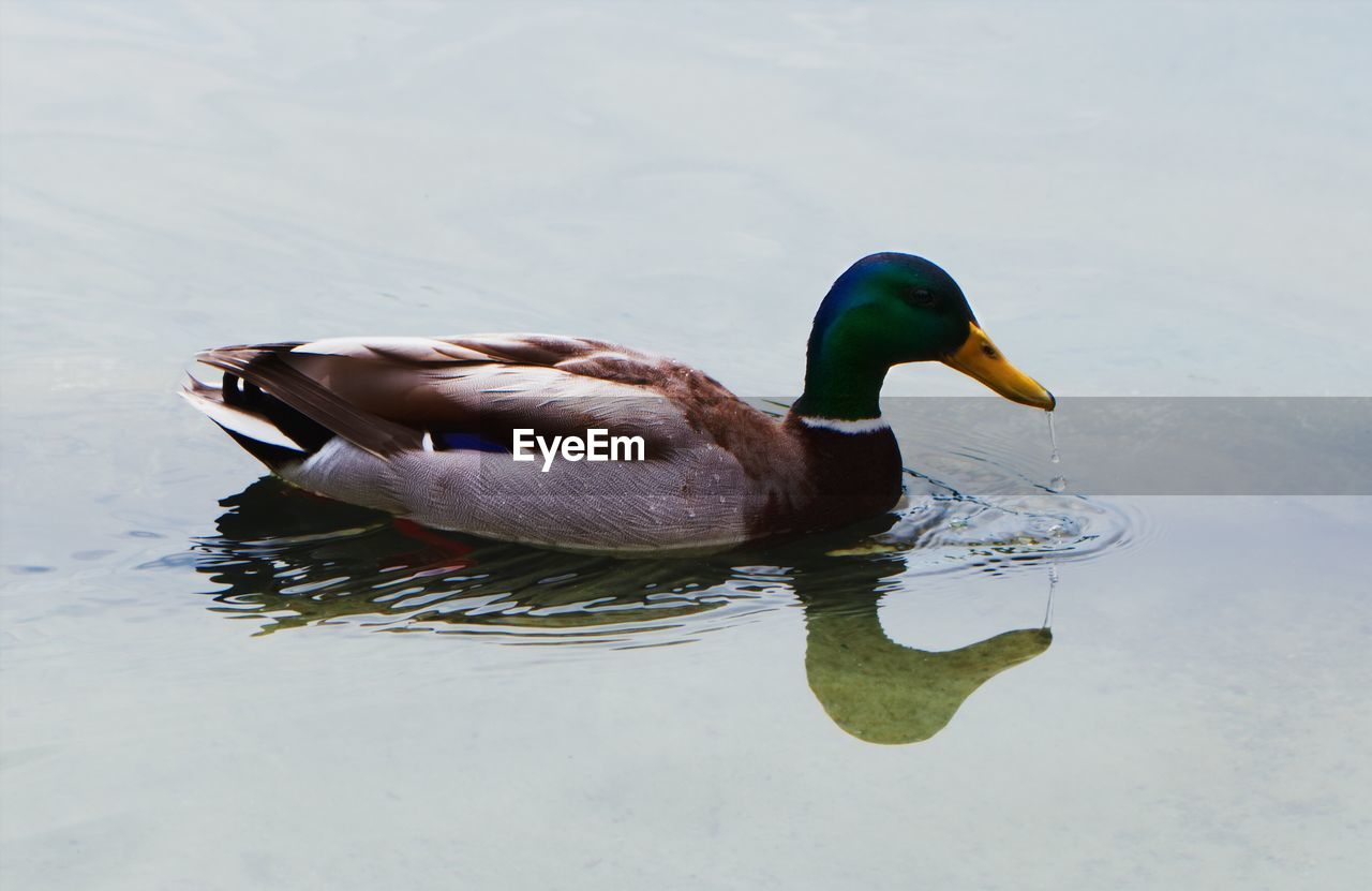 DUCK SWIMMING ON LAKE