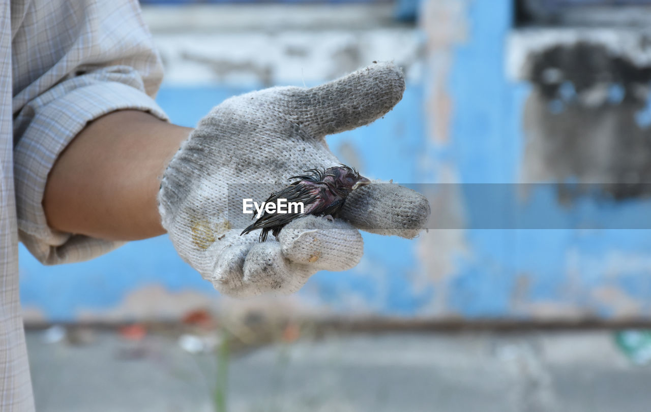 Little bird fur wet on hand of man wearing cotton glove.