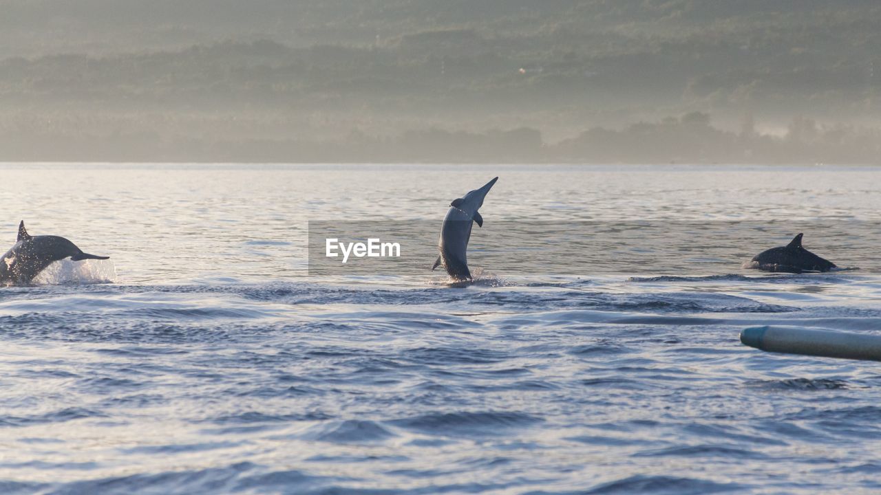 Dolphins jumping in sea against mountain