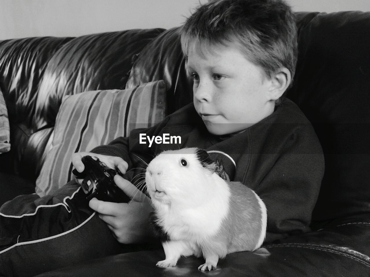 Boy playing video game by guinea pig on sofa at home