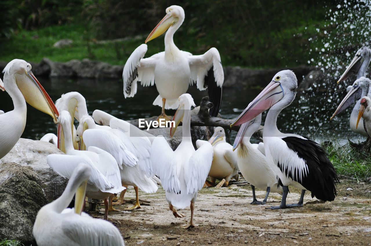 White swans on lake