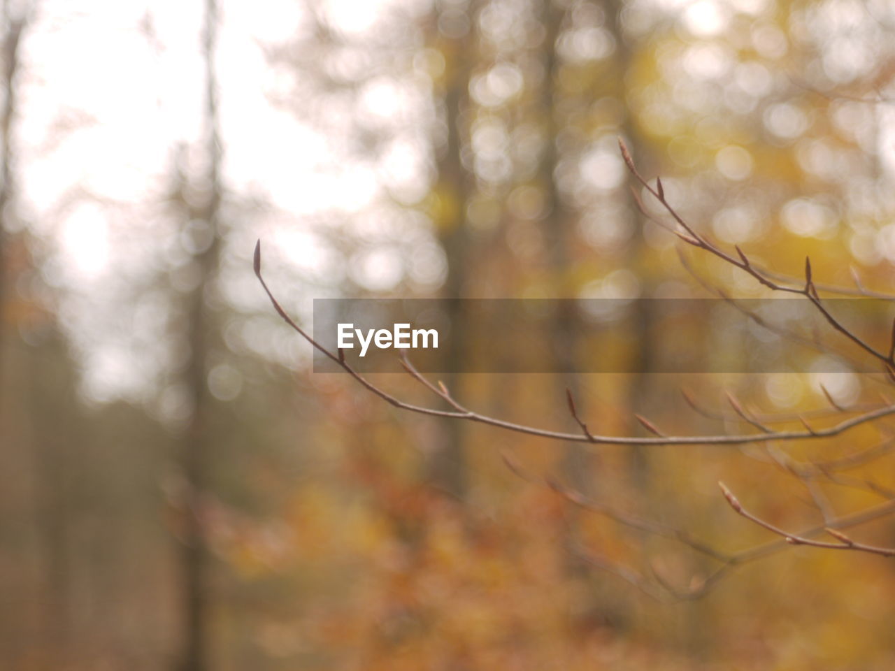 Close-up of dry leaves on tree in forest