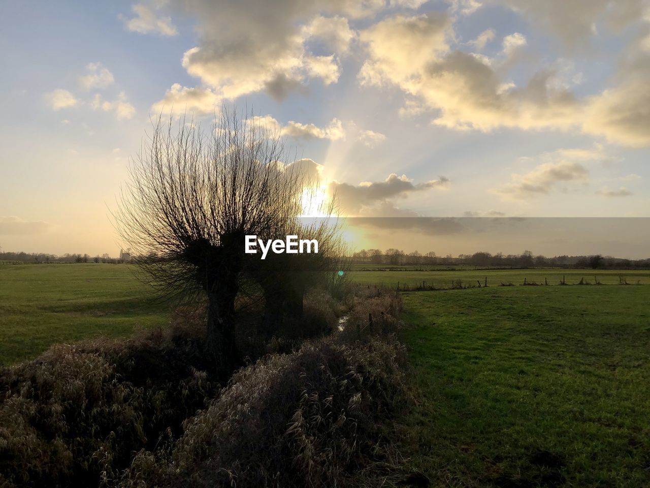 Trees on field against sky during sunset