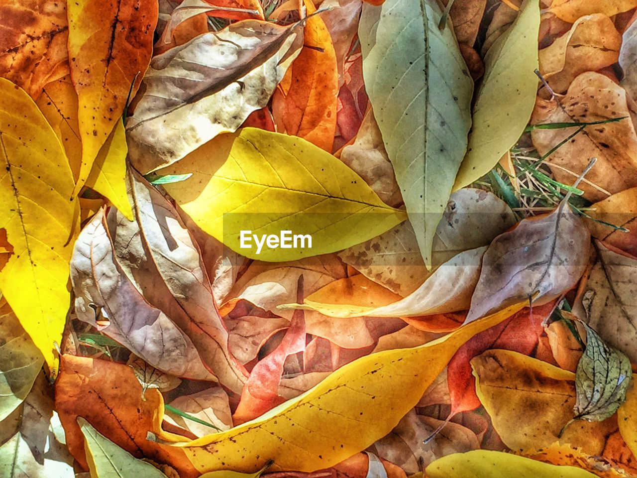 Full frame shot of fallen autumn leaves