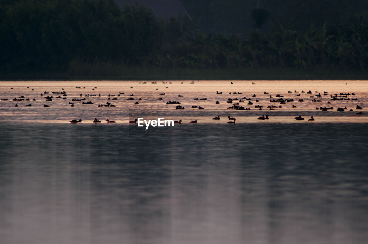 FLOCK OF BIRDS SWIMMING IN WATER