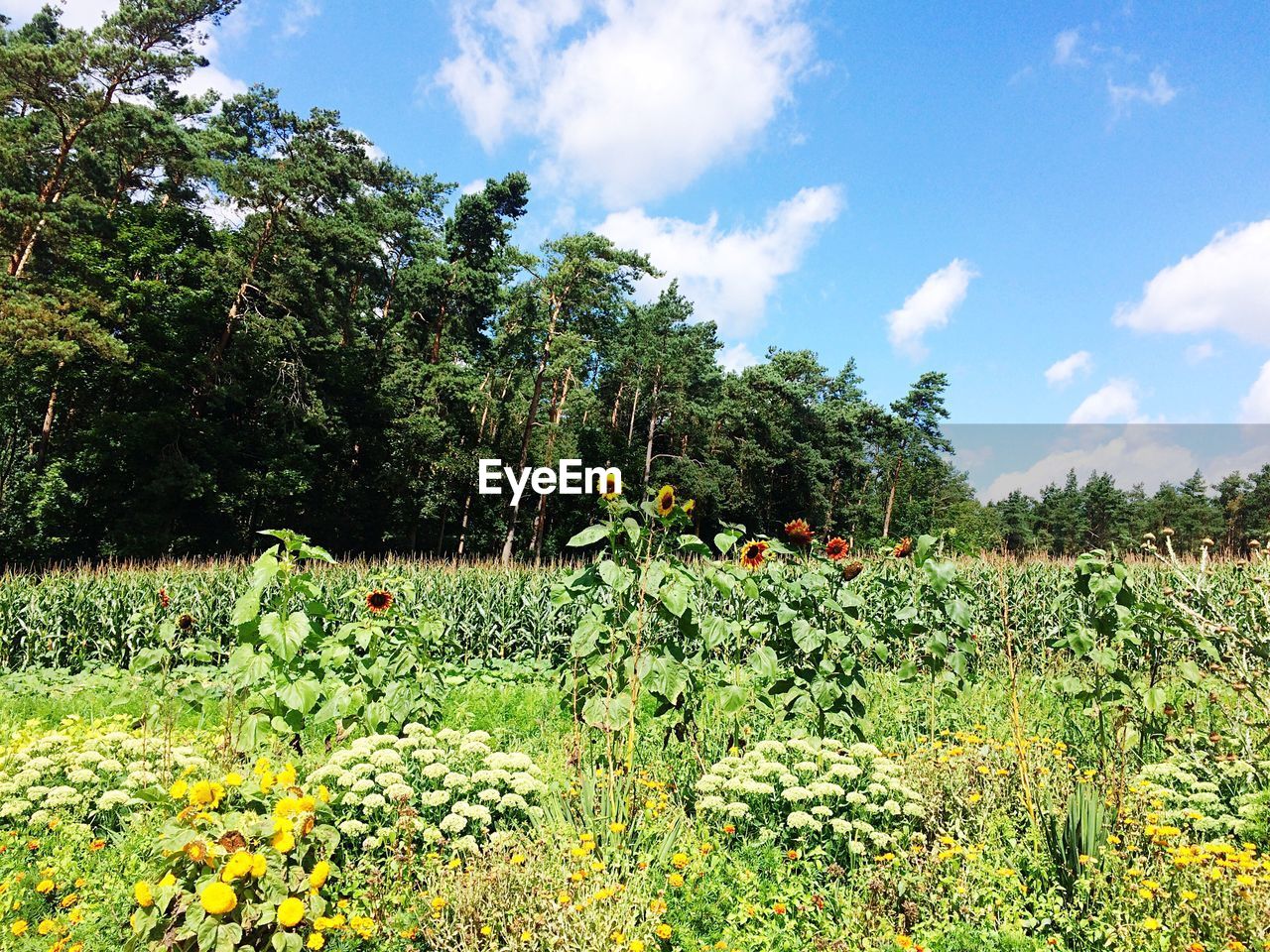 YELLOW FLOWERS GROWING IN FIELD