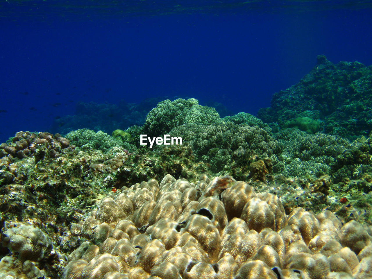 Scenic view of undersea