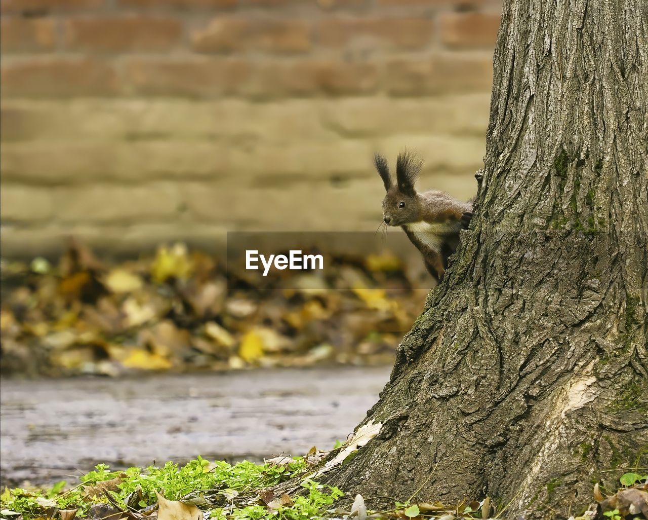 animal, animal themes, leaf, tree trunk, trunk, nature, one animal, animal wildlife, tree, wildlife, autumn, plant, squirrel, no people, green, focus on foreground, branch, day, mammal, wood, flower, outdoors, rodent, grass