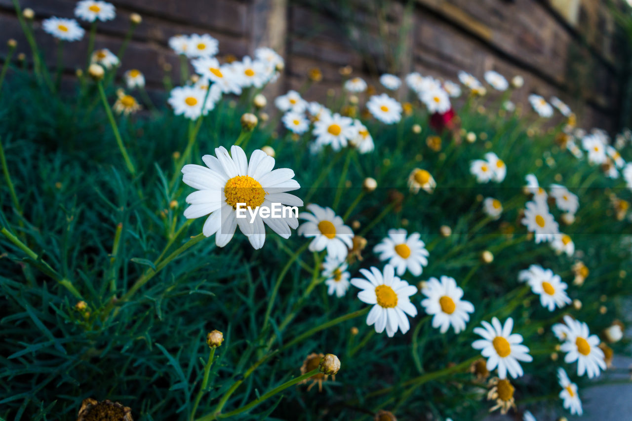 Close-up of white daisy flowers