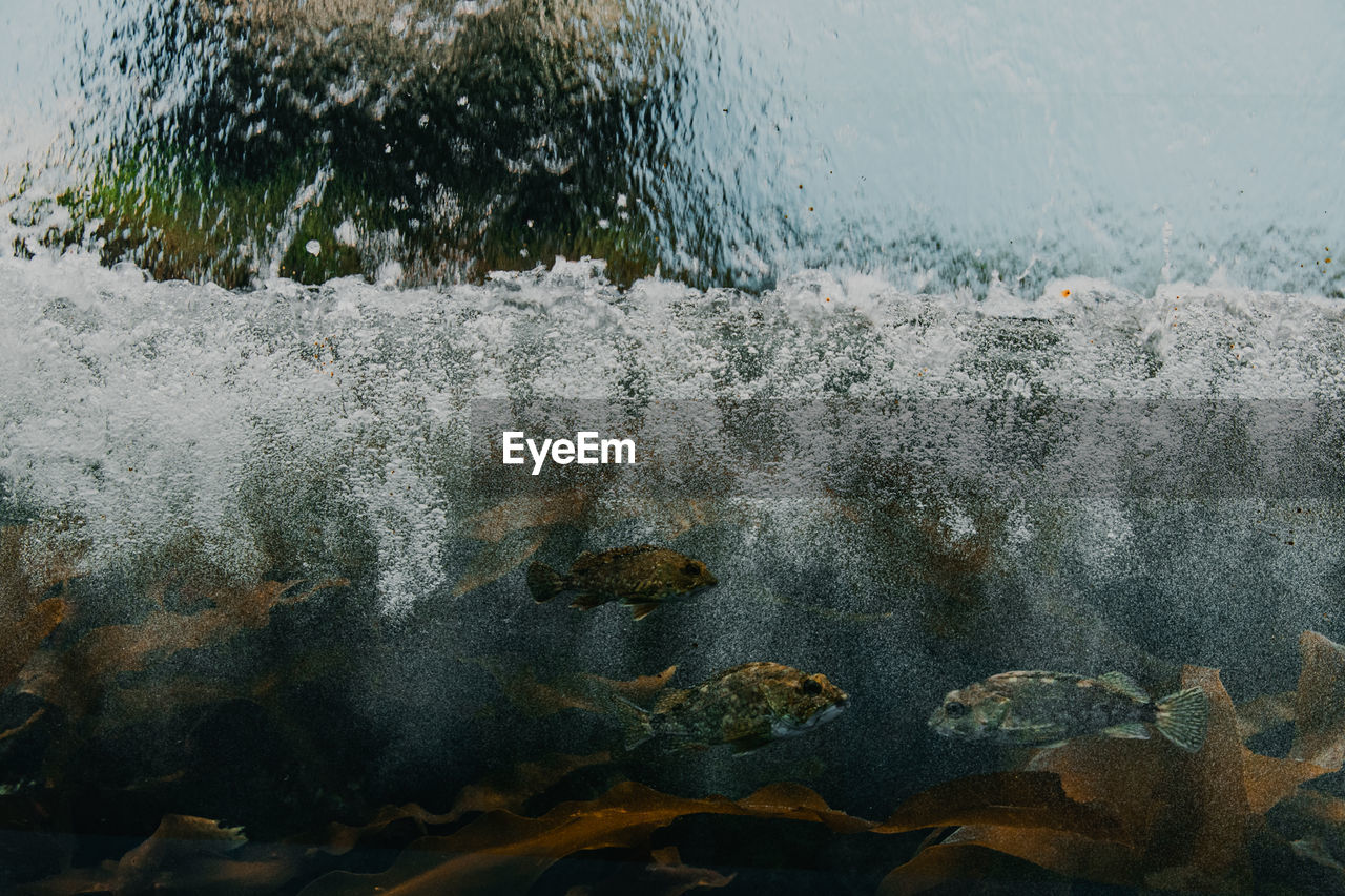 Close-up of fish swimming under water splashing on rocks.