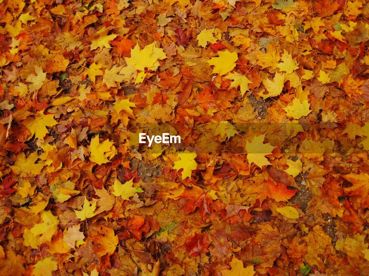 Full frame shot of autumn leaves fallen on land