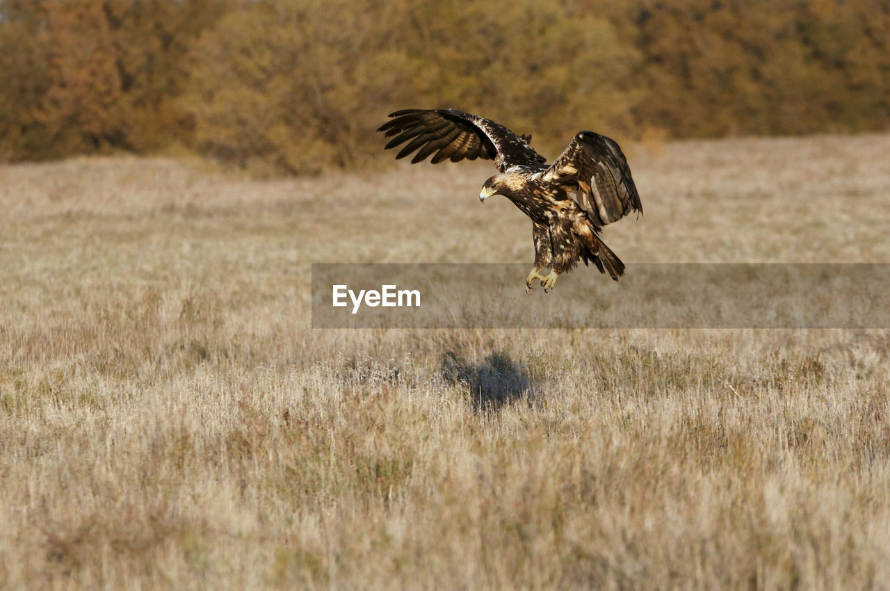 BIRD FLYING OVER FIELD