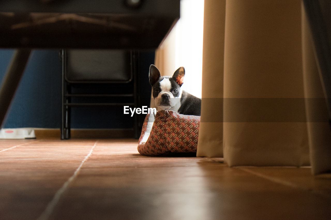 PORTRAIT OF DOG ON HARDWOOD FLOOR