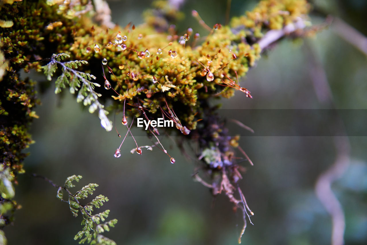 A macro shot of a branch covered with moss covered with dew, south island, new zealand, glacier fox