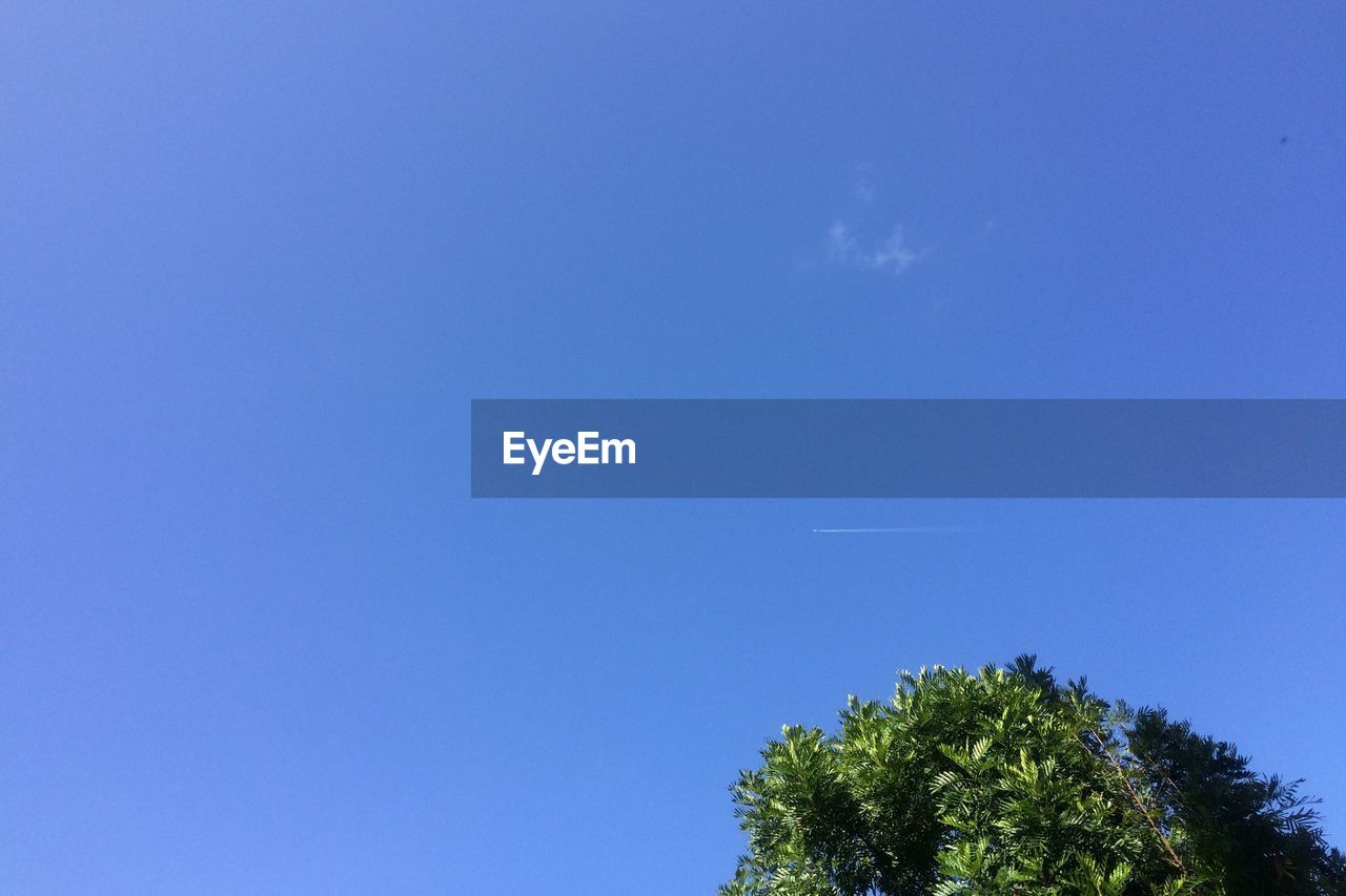 LOW ANGLE VIEW OF TREE AGAINST BLUE SKY