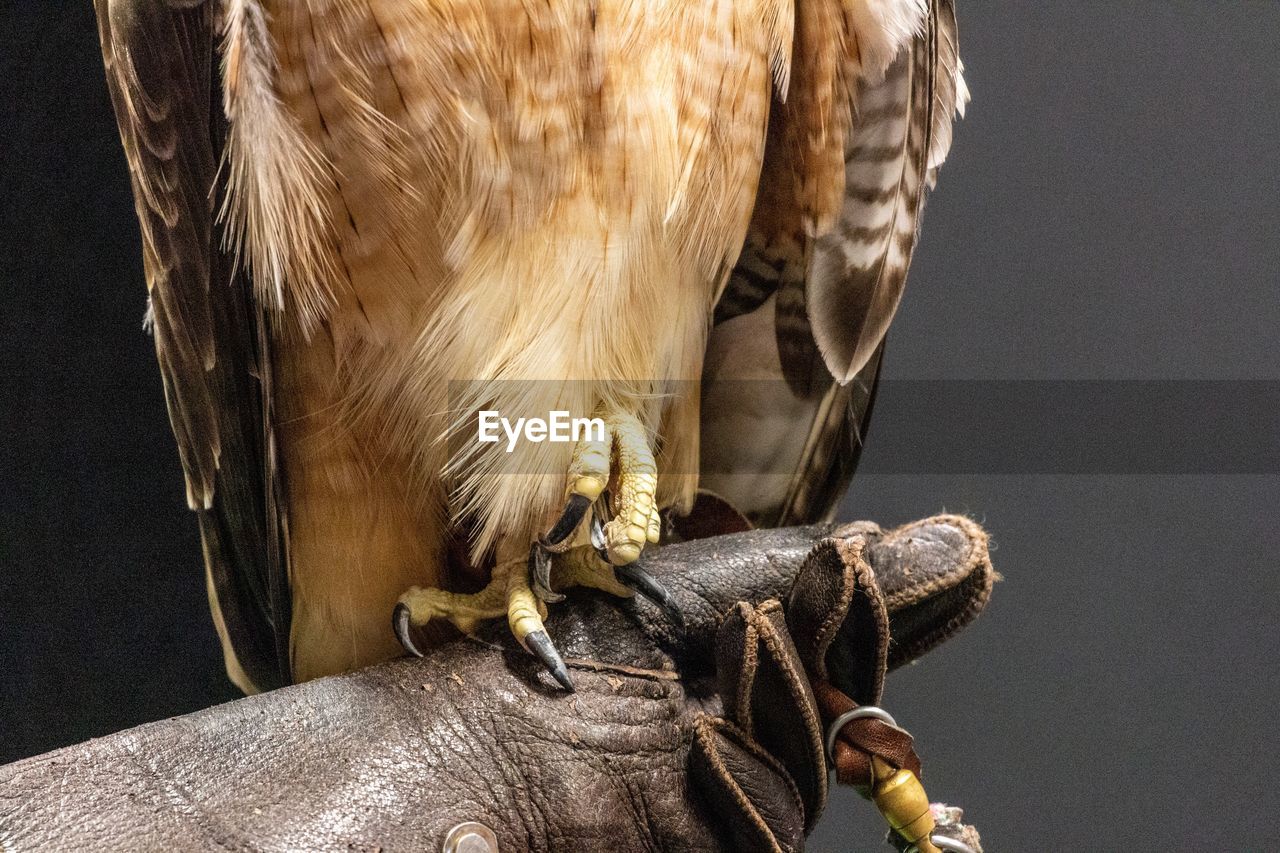 Close-up of red tailed hawk