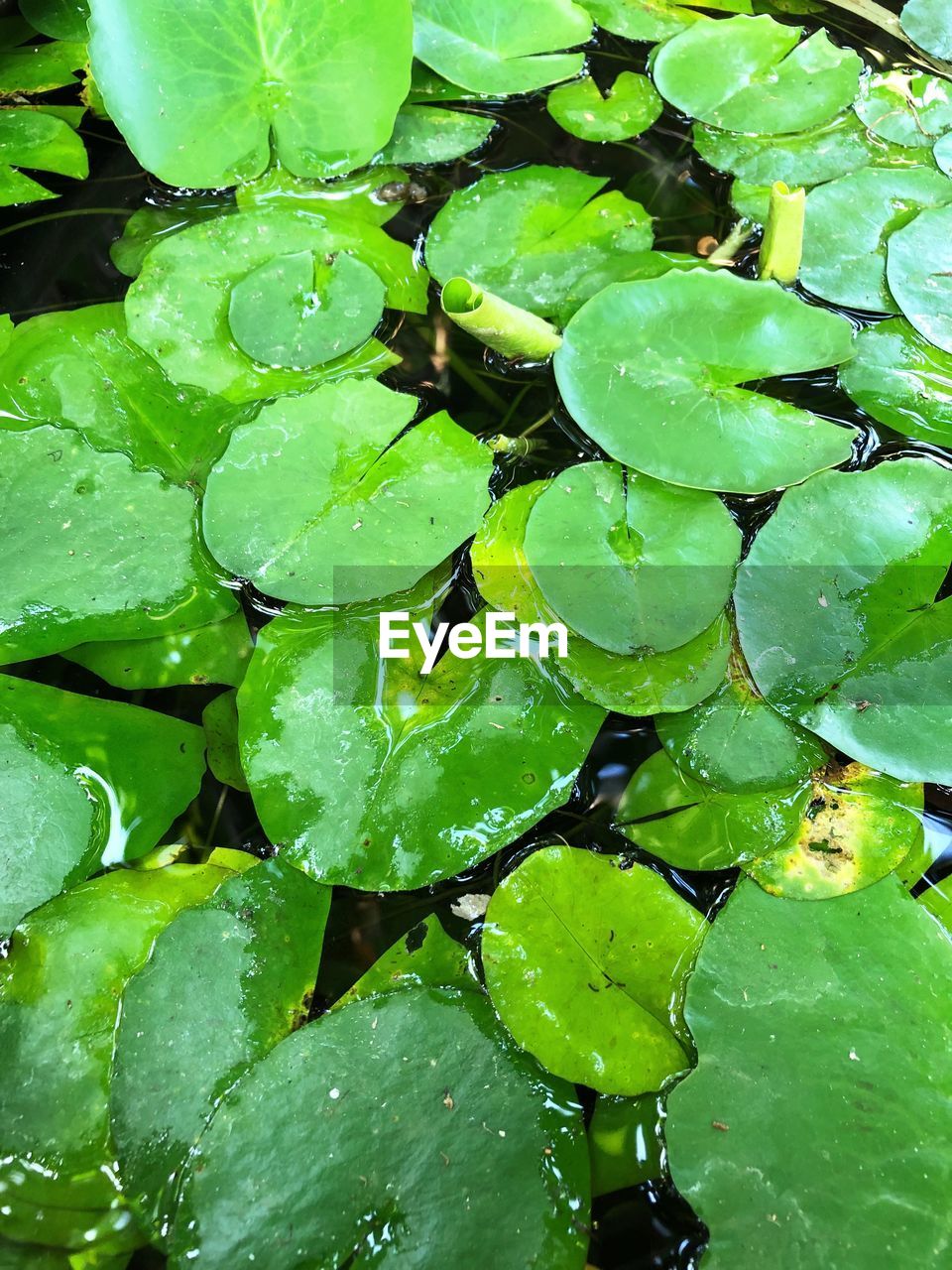 CLOSE-UP OF RAINDROPS ON LEAVES