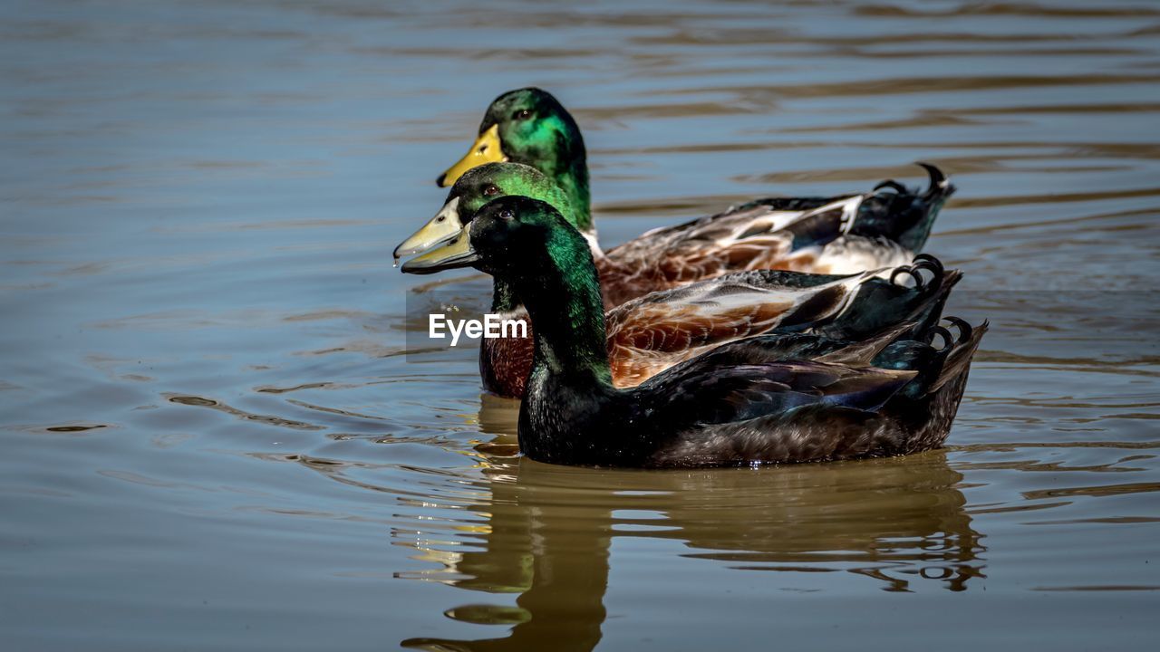 MALLARD DUCK SWIMMING IN LAKE