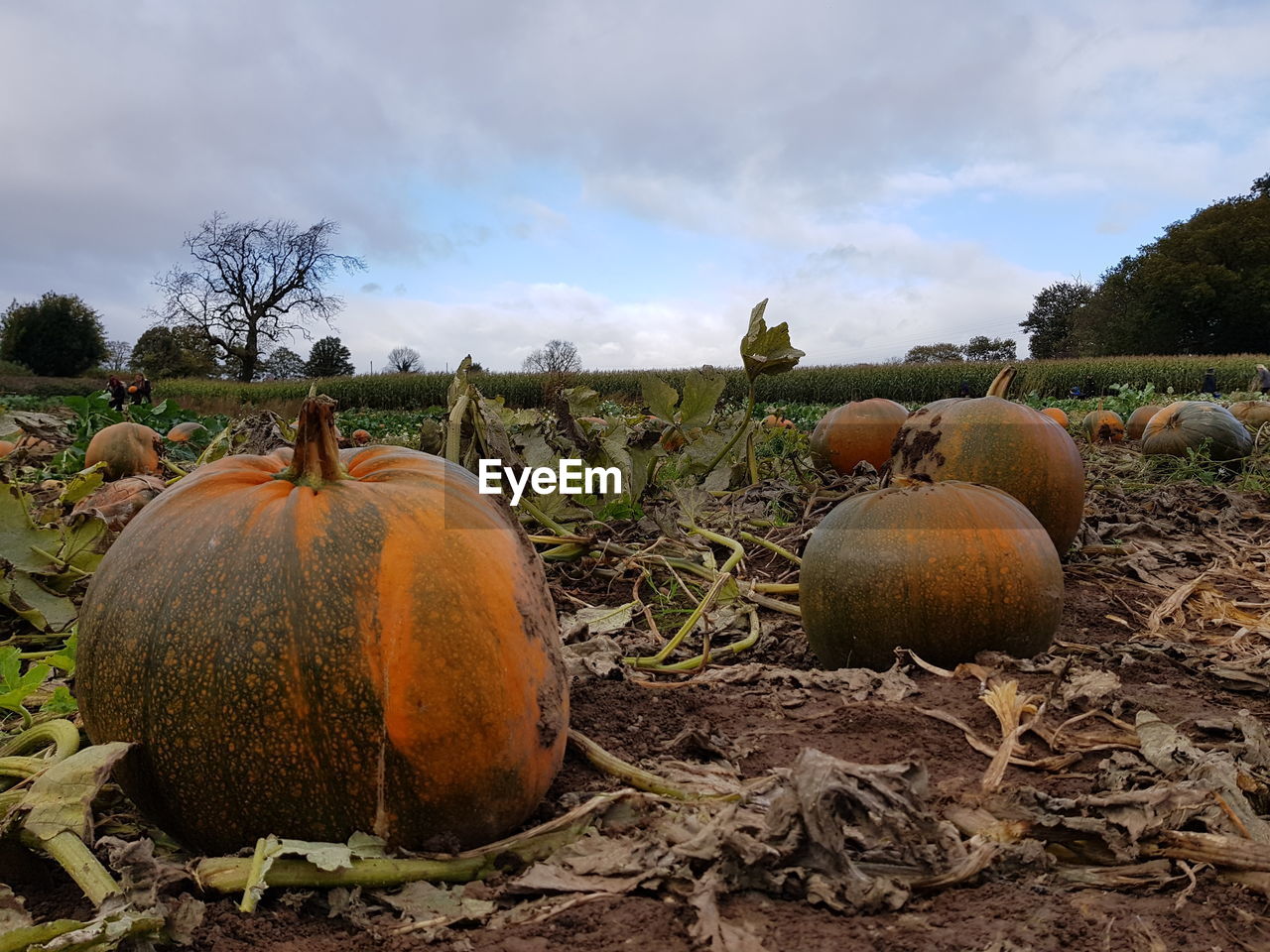 VIEW OF PUMPKINS ON FIELD