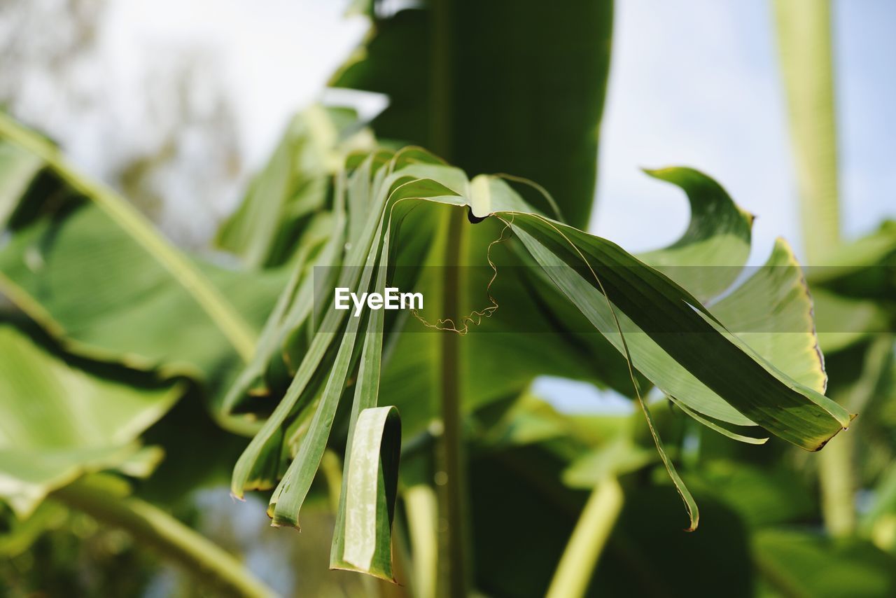 Close-up of plant growing outdoors