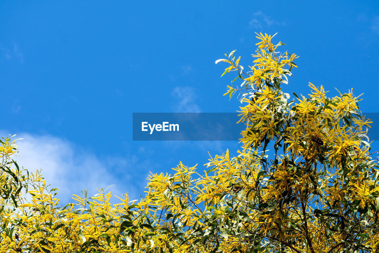 LOW ANGLE VIEW OF YELLOW FLOWERING PLANT AGAINST BLUE SKY