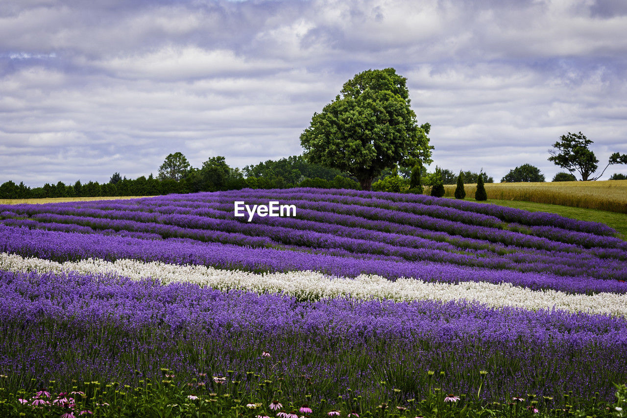 A beautiful lavender farm in ontario, canada, blooming favender in summer