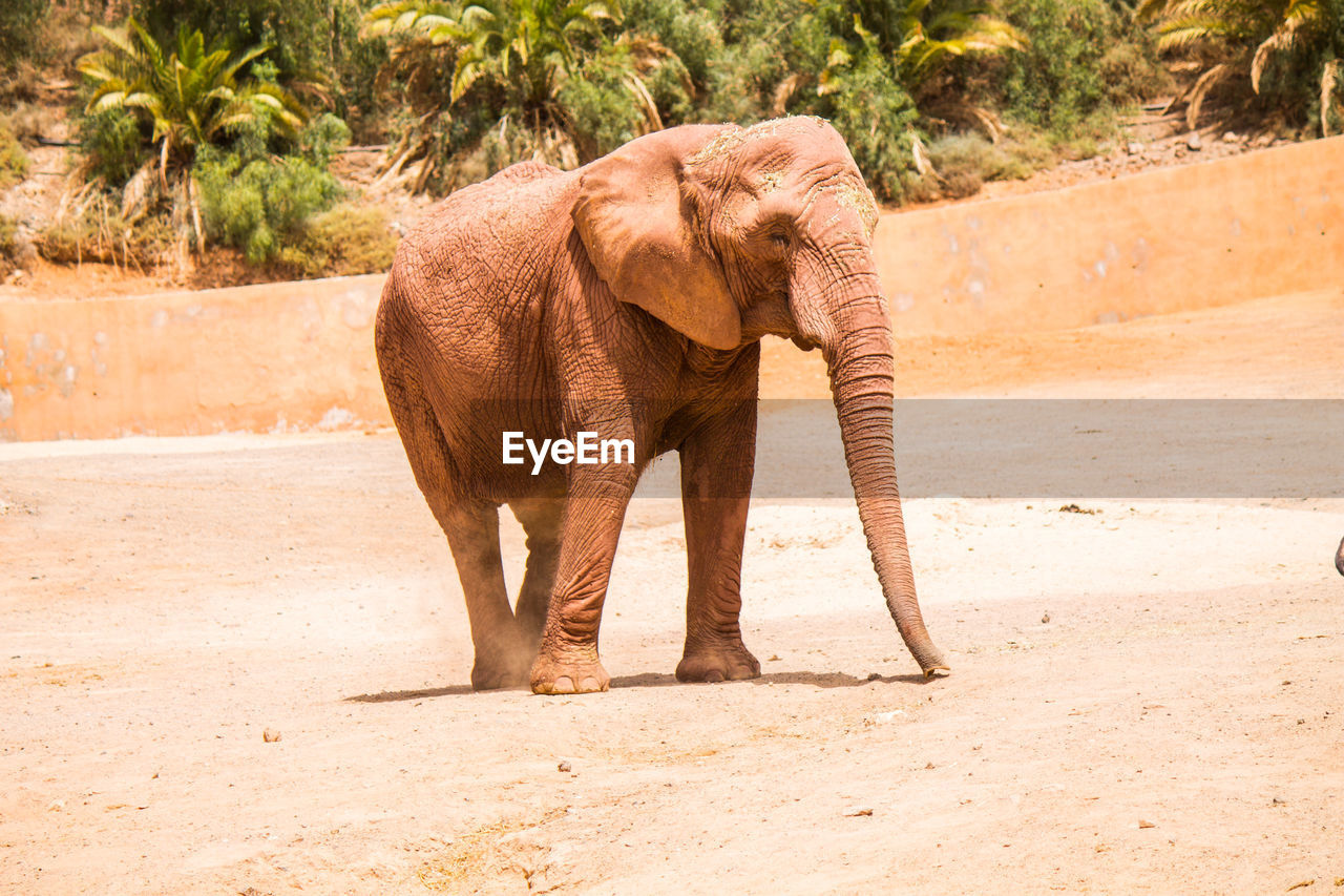 Elephant walking in a zoo