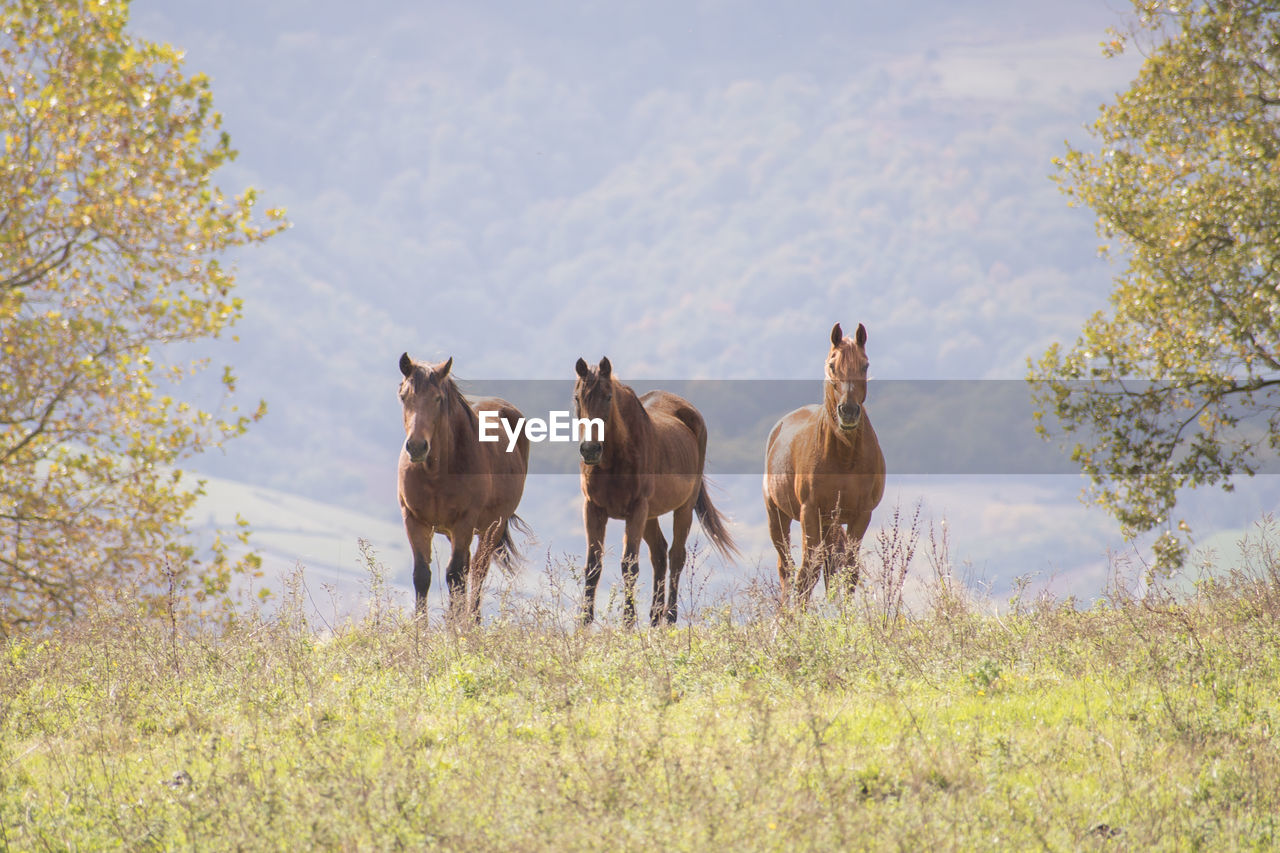 Horses on field in pays basque