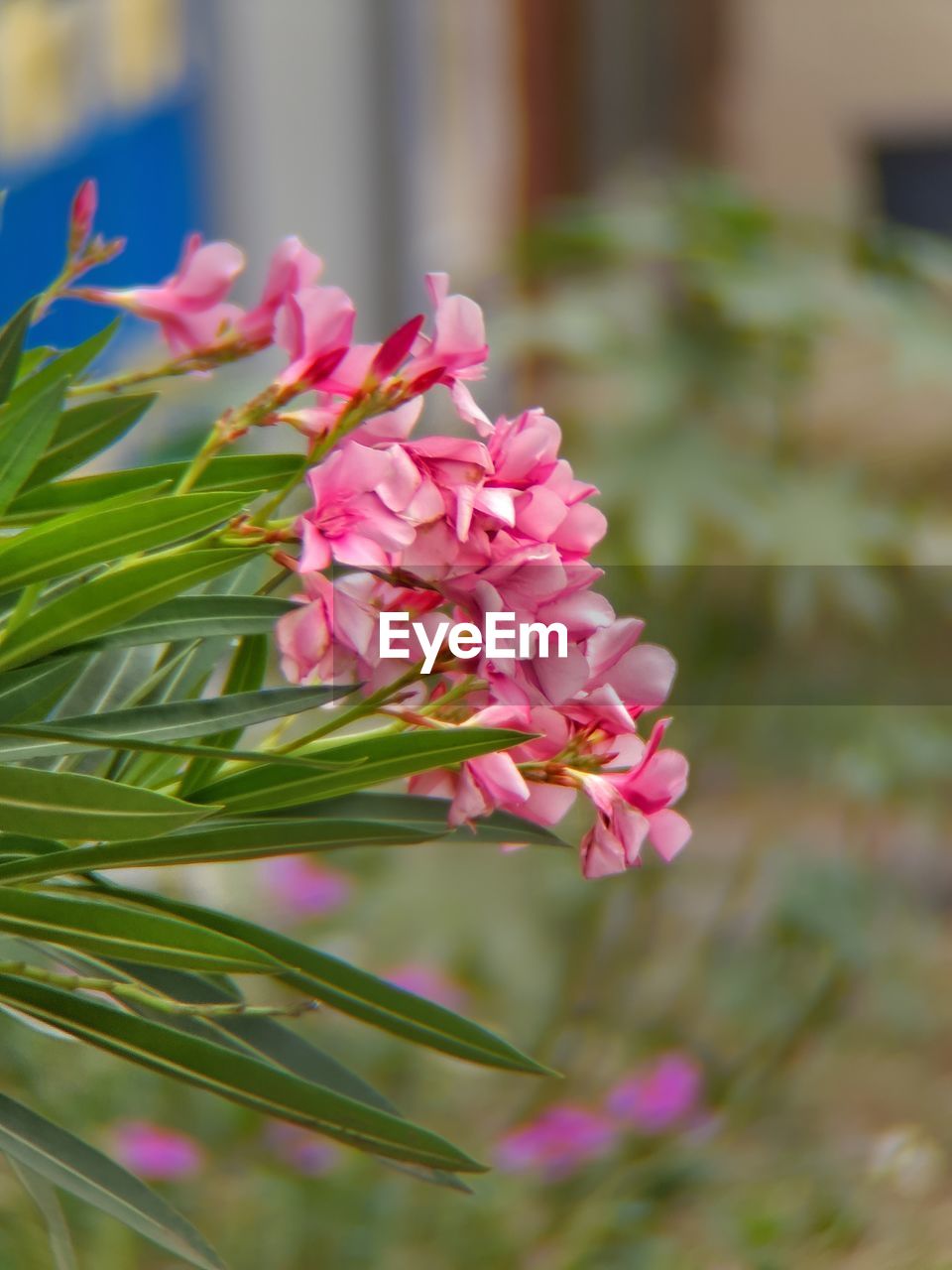 CLOSE-UP OF PINK ROSE PLANT