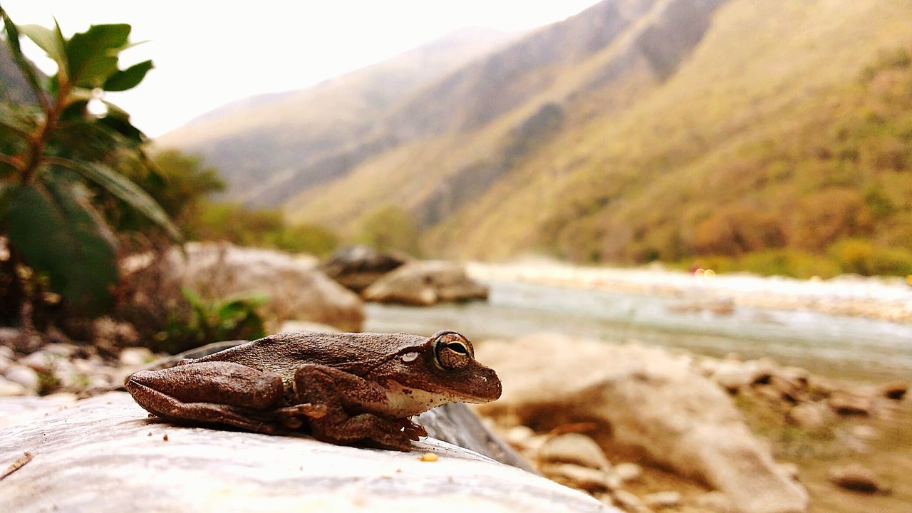 Frog on rock at riverbank against mountains
