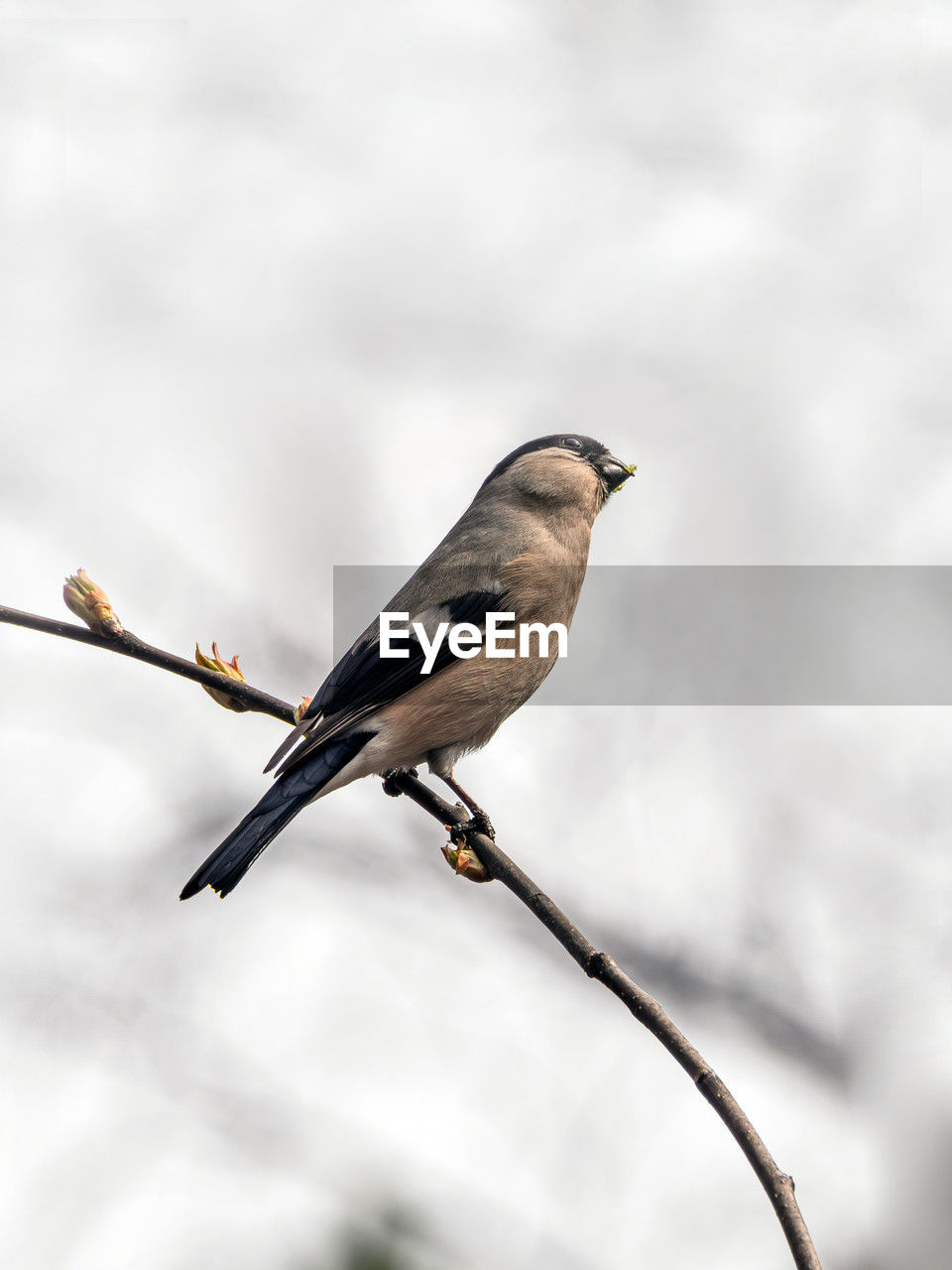 bird, animal wildlife, animal themes, animal, wildlife, one animal, perching, branch, beak, nature, focus on foreground, tree, close-up, full length, no people, beauty in nature, plant, outdoors, songbird, day, selective focus, winter, copy space, environment, sky, side view, pattern, outdoor pursuit