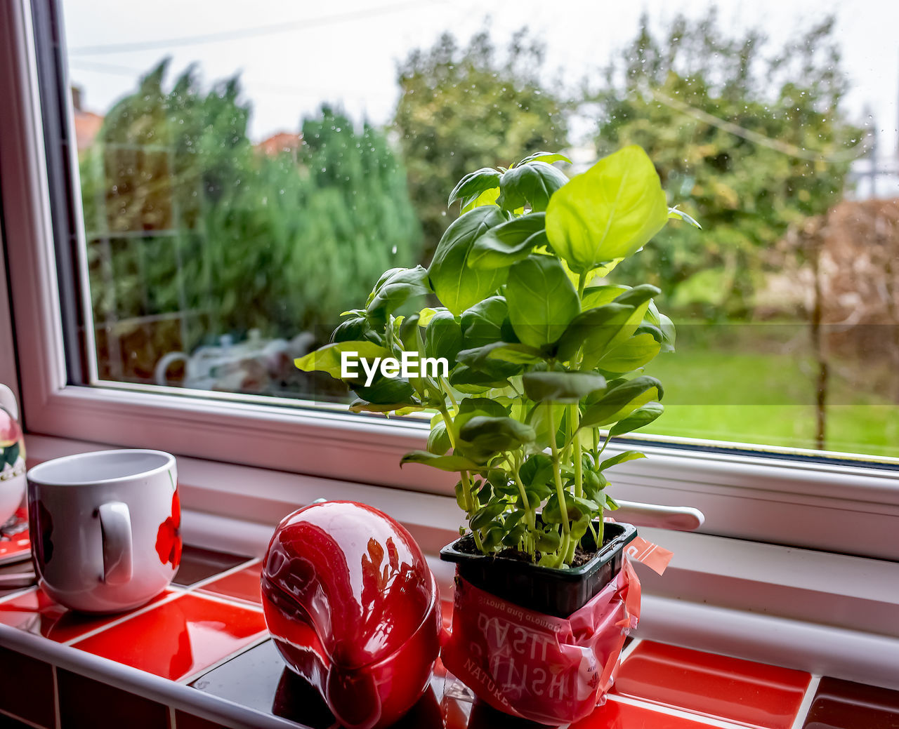 CLOSE-UP OF PLANT ON WINDOW SILL